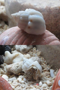 白い貝殻のオカヤドカリ