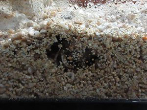 砂に潜るオカヤドカリ