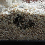 砂に潜るオカヤドカリ